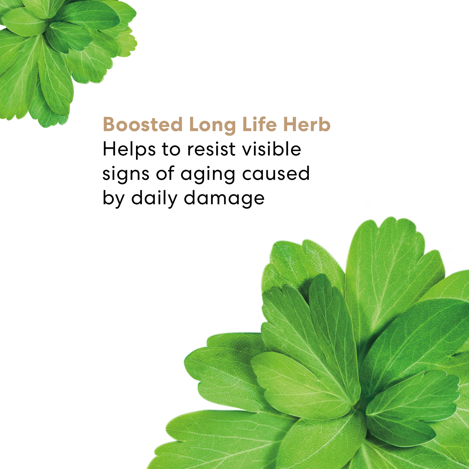 Skinlongevity Long Life Herb