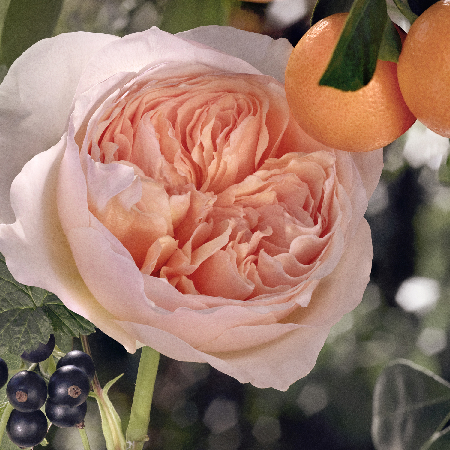 Rose Tangerine